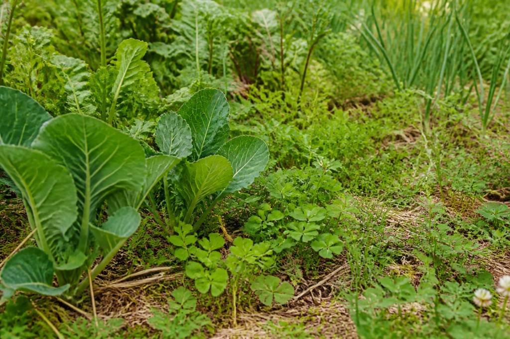 Installer un paillage vivant au potager : protéger le sol, conserver l’eau et booster la biodiversité Installer un paillage vivant au potager : protéger le sol, conserver l’eau et booster la biodiversité